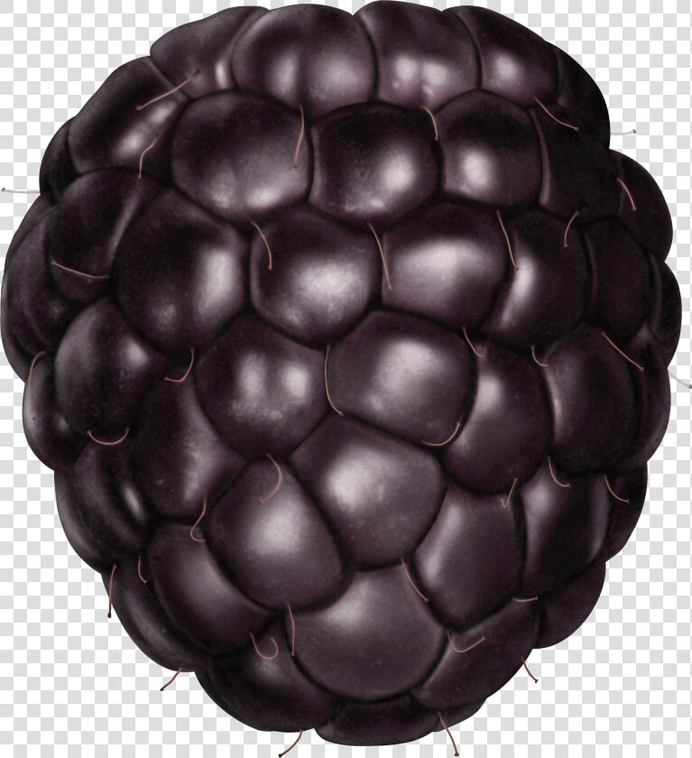 Fruits Transparent Blackberry   Blackberry Png  Png DownloadTransparent PNG