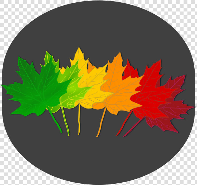 Tree plant leaf   Maple Leaf Shades  HD Png DownloadTransparent PNG