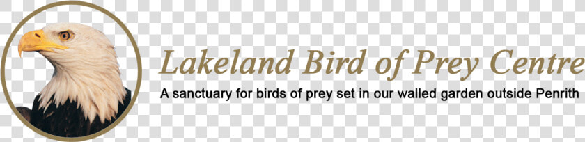 Lakeland Bird Of Prey Centre  HD Png DownloadTransparent PNG