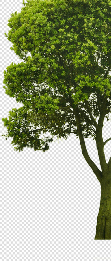 Imagenes De Arboles Png   Png Download   Cut Out Tree Photoshop  Transparent PngTransparent PNG