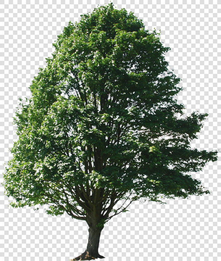 Transparent Png Trees For Photoshop   Big Tree Photoshop  Png DownloadTransparent PNG