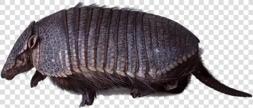 Armadillo Walking   Hofmannophila Pseudospretella  HD Png DownloadTransparent PNG