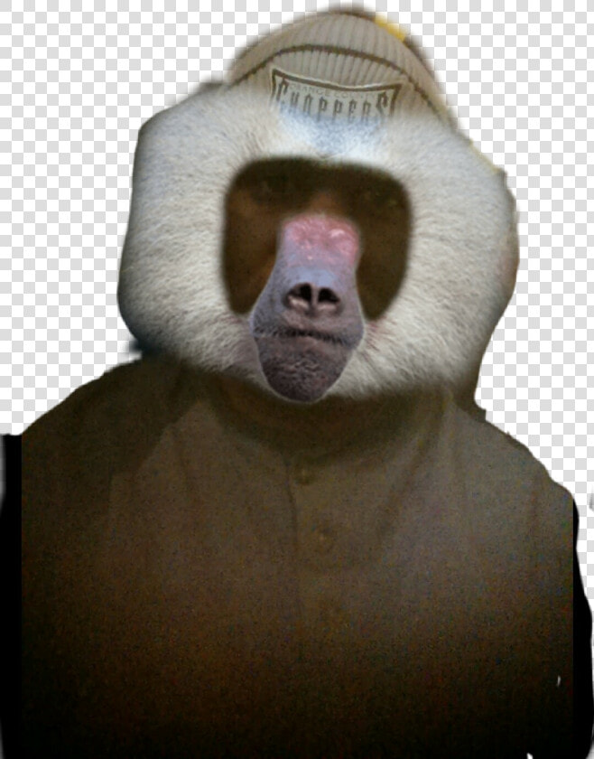  boon   Baboon  HD Png DownloadTransparent PNG