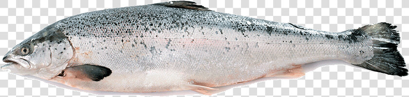 Oily fish   Salmerino Trentino  HD Png DownloadTransparent PNG