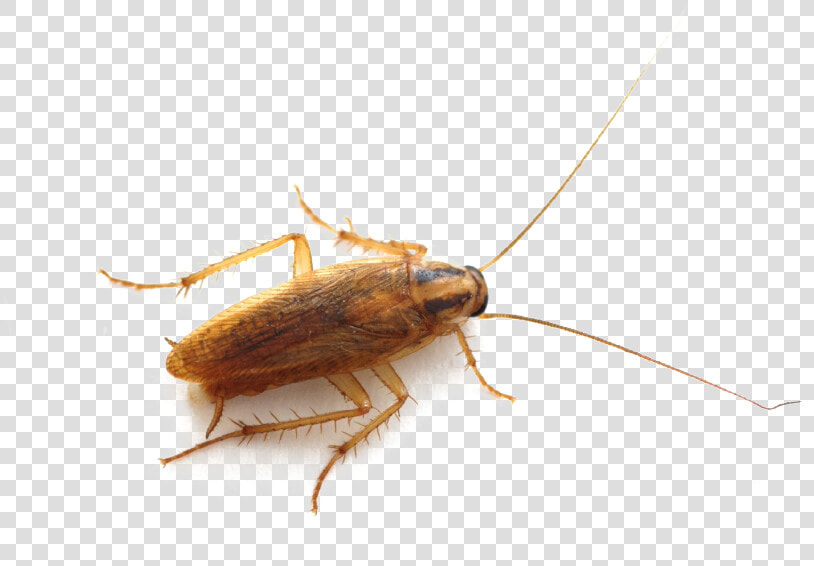 Roach Png   Bugs That Look Like German Cockroaches  Transparent PngTransparent PNG