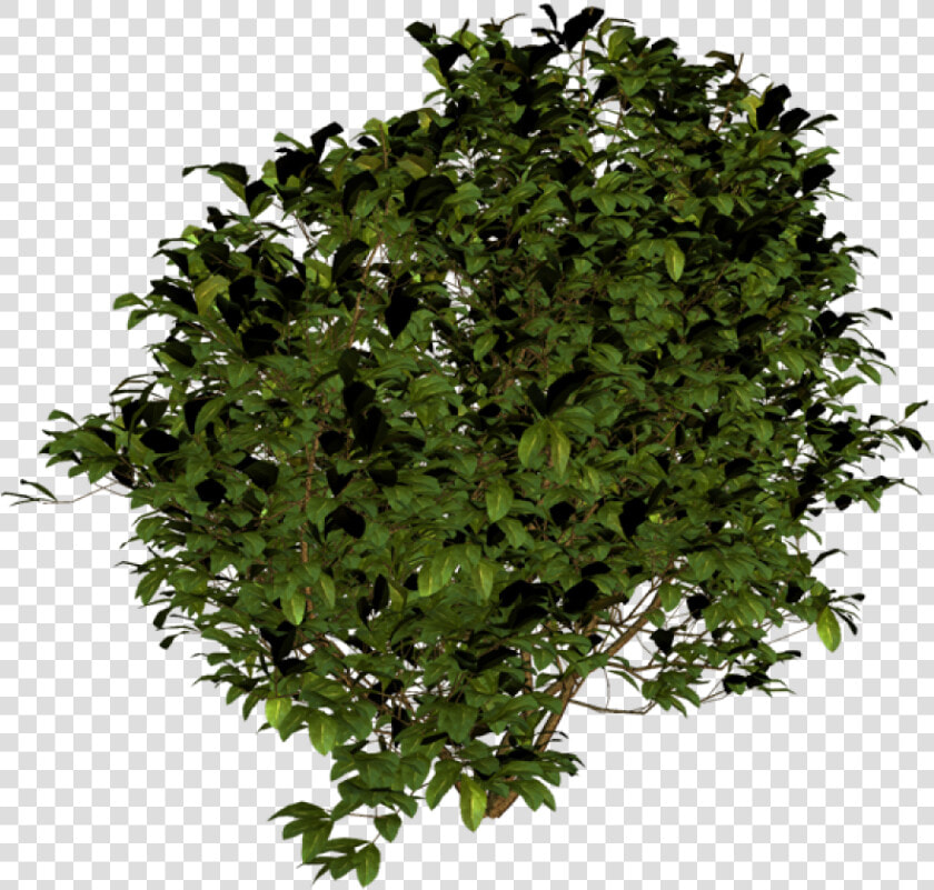 Tree Bush Png   Bush Top View Png  Transparent PngTransparent PNG