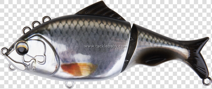 Carp  HD Png DownloadTransparent PNG