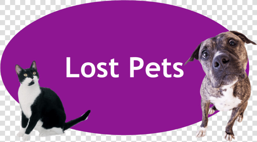 Lost And Found Pets Banner  HD Png DownloadTransparent PNG