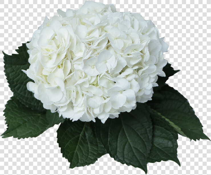 Hydrangea Transparent White   Hydrangea Flower White Png  Png DownloadTransparent PNG