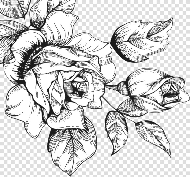 Rose Sketch Clipart   Rose Sketch Png  Transparent PngTransparent PNG