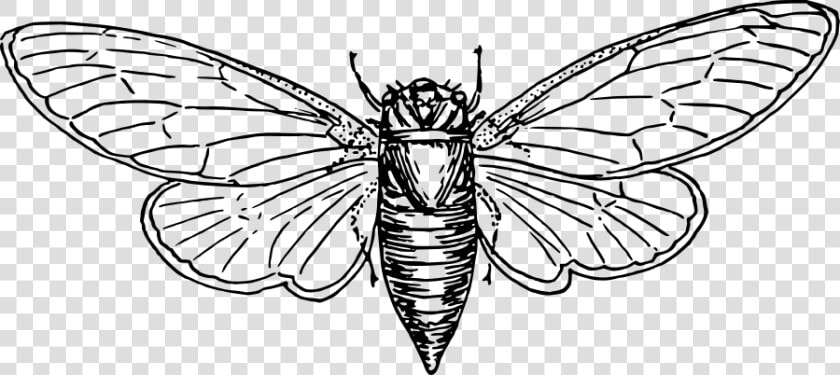 Locust Svg Clip Arts   Locust Vector  HD Png DownloadTransparent PNG