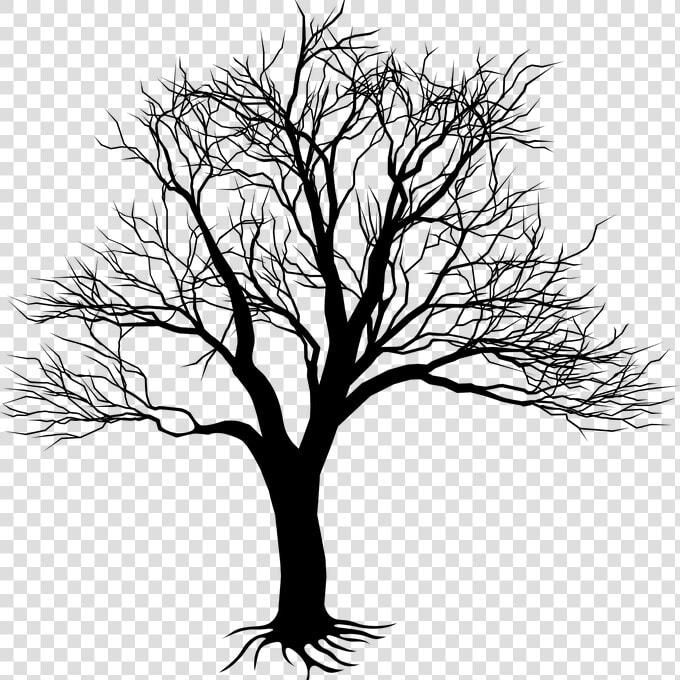 Tree branch woody Stem black And White illustration line   Kill A Mockingbird Tree  HD Png DownloadTransparent PNG