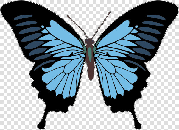 Lower Back Tattoo Butterfly Design Fairy T Shirt   Free Butterfly Vector  HD Png DownloadTransparent PNG