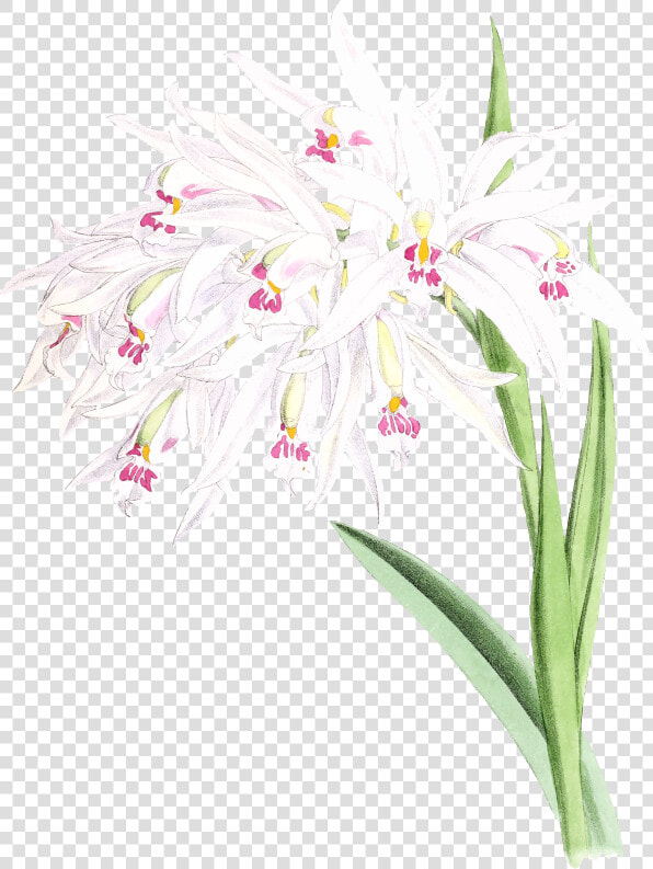 Orchid   ผัก ต บ ภาพ วาด  HD Png DownloadTransparent PNG