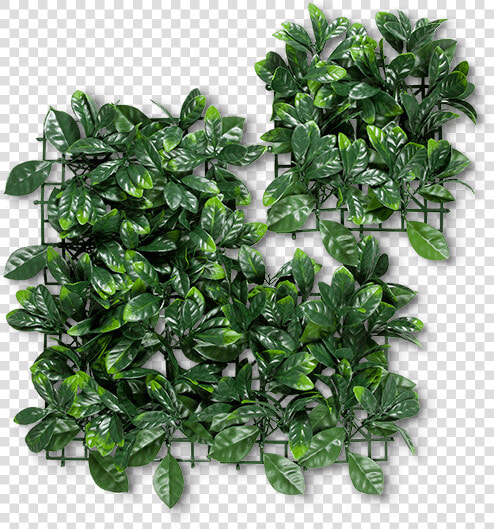 Houseplant  HD Png DownloadTransparent PNG