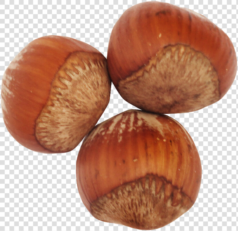 Hazelnut nut nuts  amp    Hazelnut Png  Transparent PngTransparent PNG