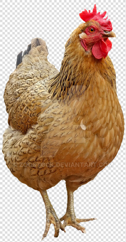 Bird Chicken Laying Transparent Background   Chicken With Transparent Background  HD Png DownloadTransparent PNG