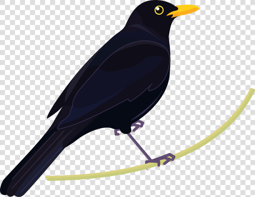 Blackbird Nz  HD Png DownloadTransparent PNG