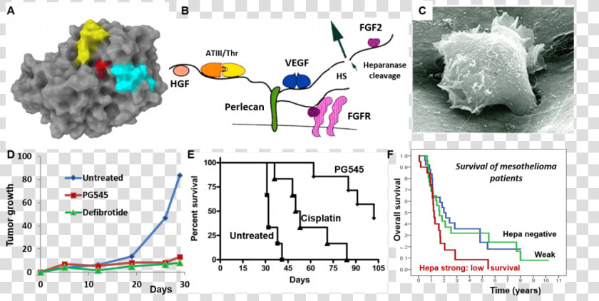 Involvement Of Heparanase In The Pathogenesis Of Mesothelioma   Floor Plan  HD Png DownloadTransparent PNG