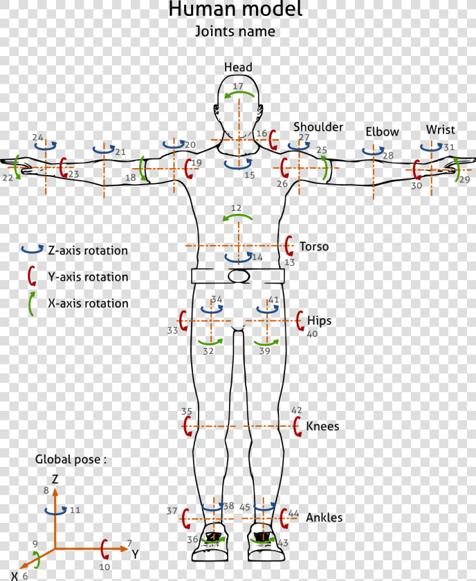             Images human Joints1   Human Joints  HD Png DownloadTransparent PNG