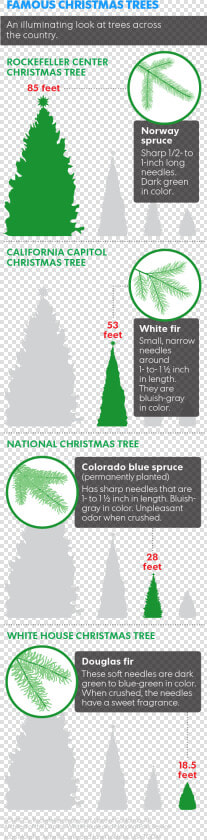 Prescott Christmas Tree Permit  HD Png DownloadTransparent PNG