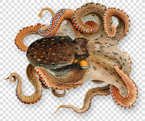 Png Octopus Transparent Octopus Images   Png Transparent Octopus Png  Png DownloadTransparent PNG