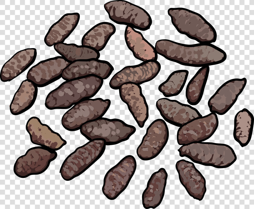 Norway Rat Droppings   Pack Rat Droppings  HD Png DownloadTransparent PNG