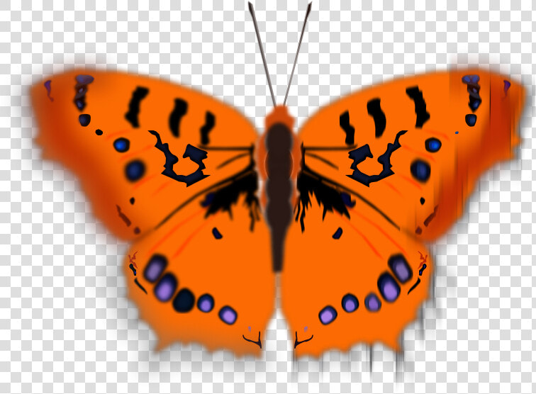 Mariposa Pirata   Clipart Butterfly Orange  HD Png DownloadTransparent PNG