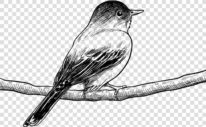 Transparent Bird Drawing Png   Bird Drawing Png  Png DownloadTransparent PNG