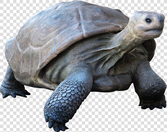 Galapagos Tortoise   Galapagos Tortoise Png  Transparent PngTransparent PNG