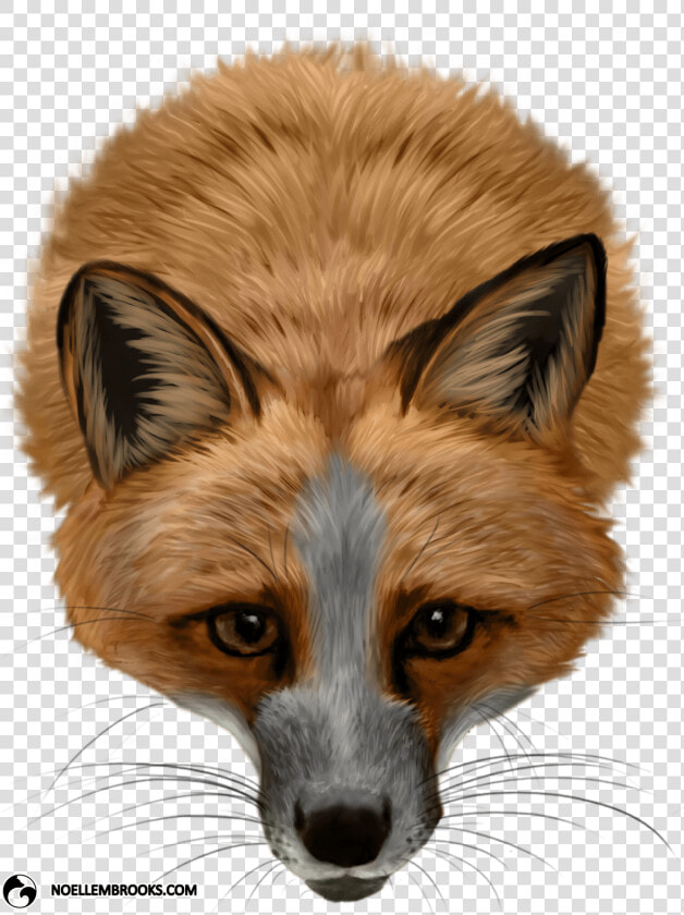 Pet Fox Cases   Domestic White Red Fox  HD Png DownloadTransparent PNG